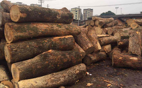 木材加工厂方木被咬处理方式